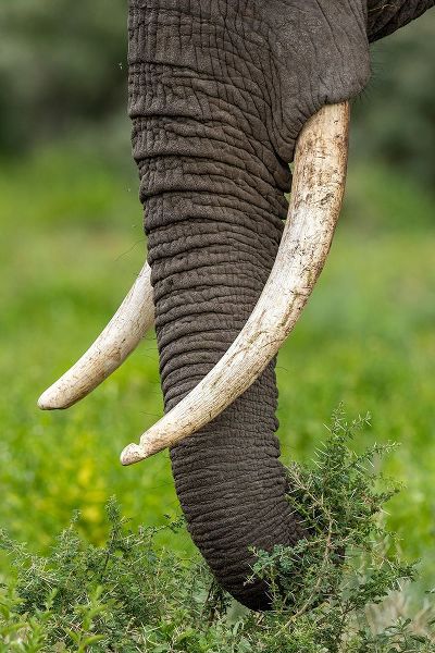 Africa-Tanzania-Ngorongoro Conservation Area-Close up of large ivory tusks of Bull Elephant